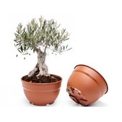 TARRINA ALMERIA 26/25X14,2...