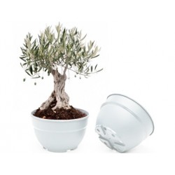 TARRINA ALMERIA 20/19X12...